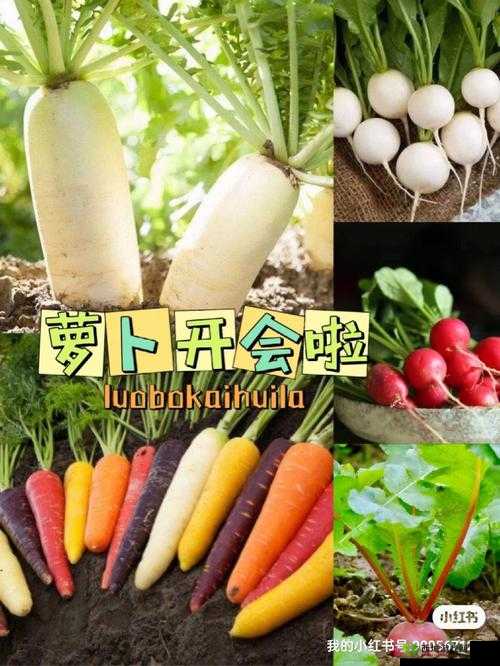 拔萝卜痛又降黄 9.1：独特现象引发关注