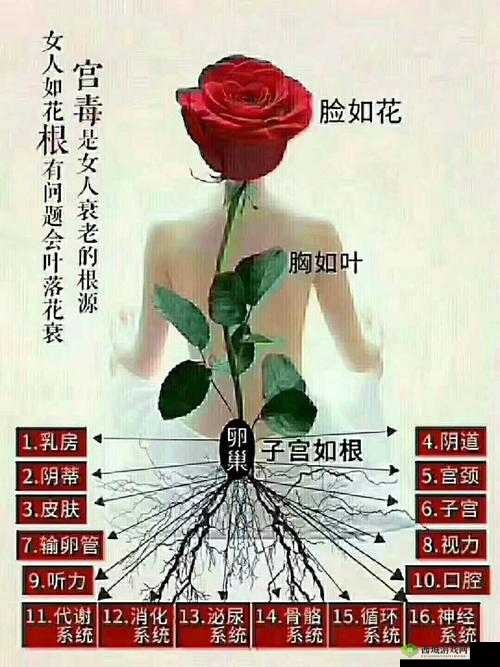 女性半夜莲花开什么意思:探秘与解析