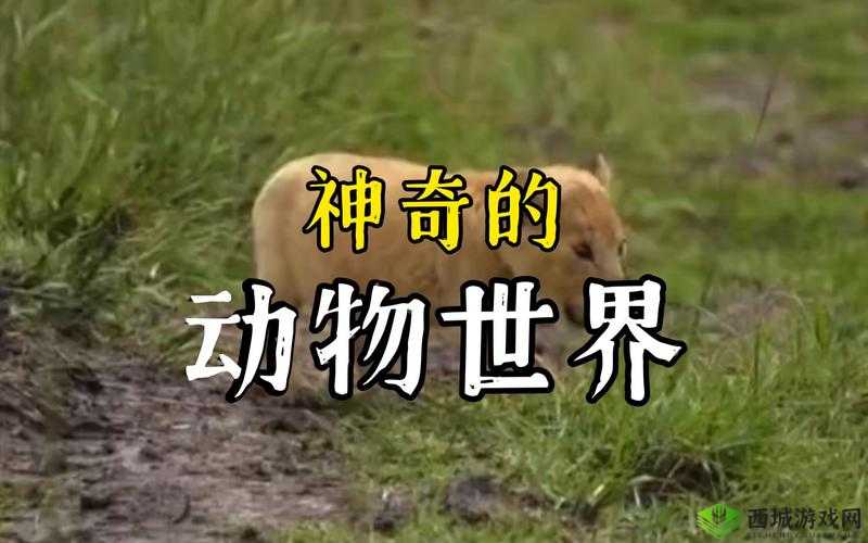 Zoom 动物网：带你领略动物世界的奇妙