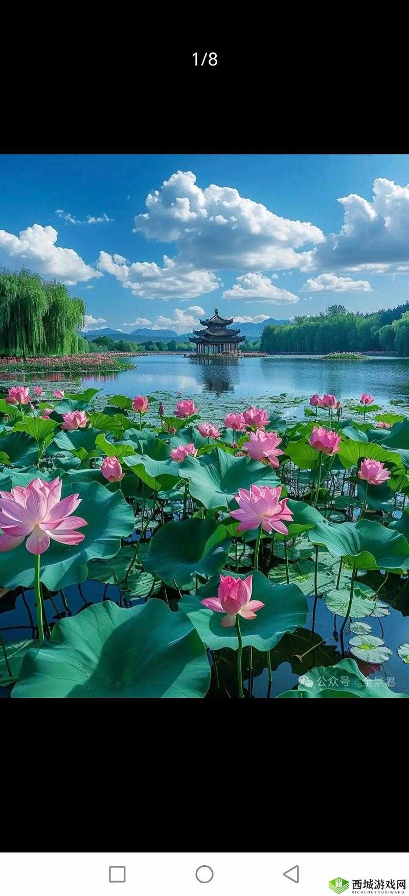 亭亭玉立的荷花国色天香:夏日的绝美风景