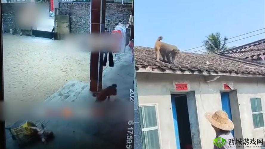 二人生猴子全程无被子：别样的奇妙经历