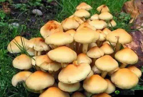 中国新疆XXXXXL19D蘑菇：特色食材的魅力所在
