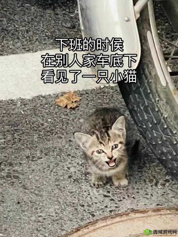新篇章:芝右卫门狸——独步江湖的神秘狸妖,潜伏的策略大师