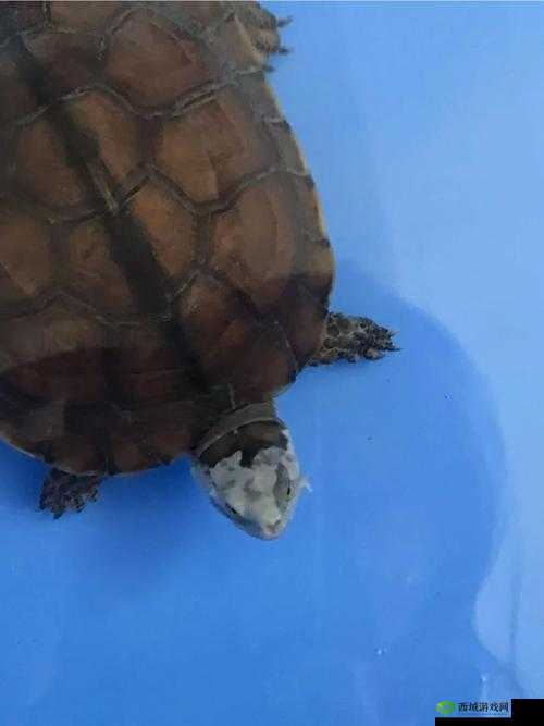 男士龟的头边上有一圈白色是什么：可能的原因及解决办法