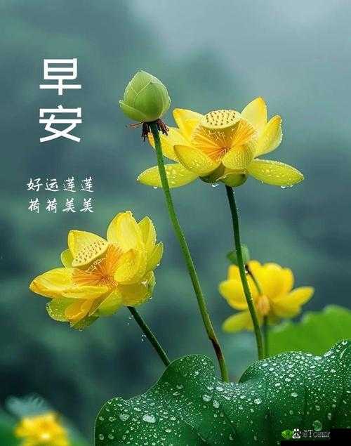 解密久久成熟德性若自然矣：探寻其深层内涵与价值所在