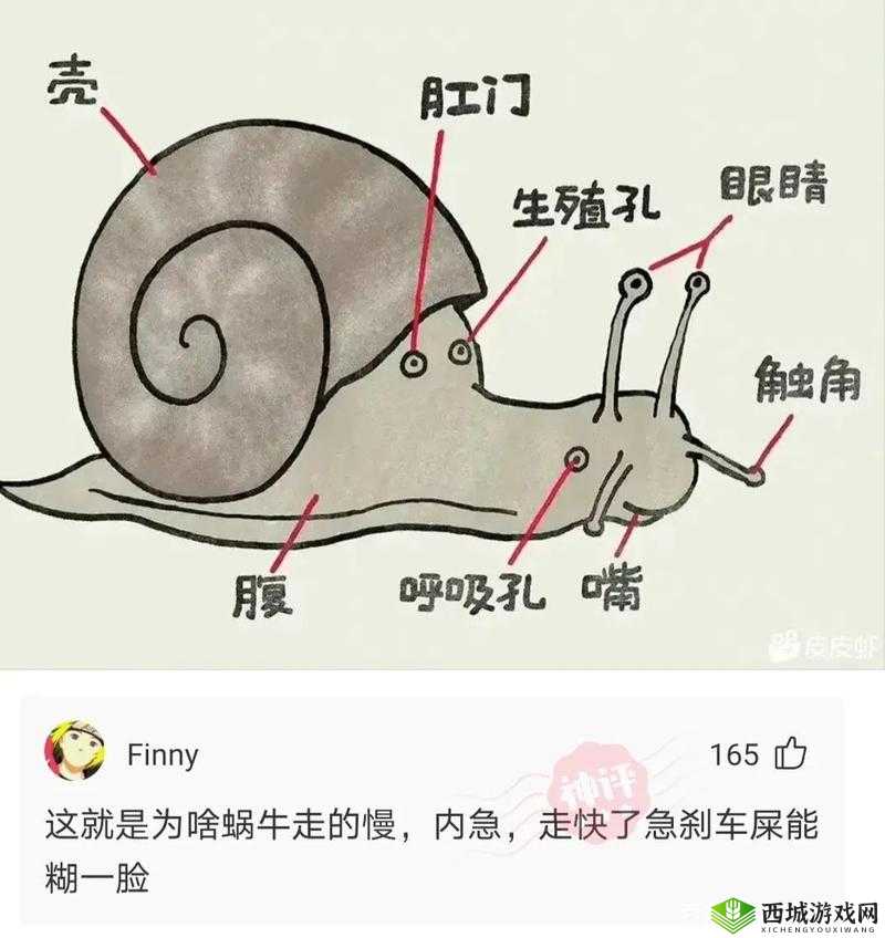 蜗牛壳系统深度解析与攻略