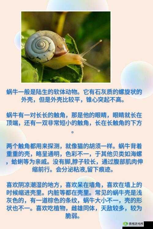 解锁智慧之门,最强蜗牛蜗牛智慧王华夏答案全揭秘