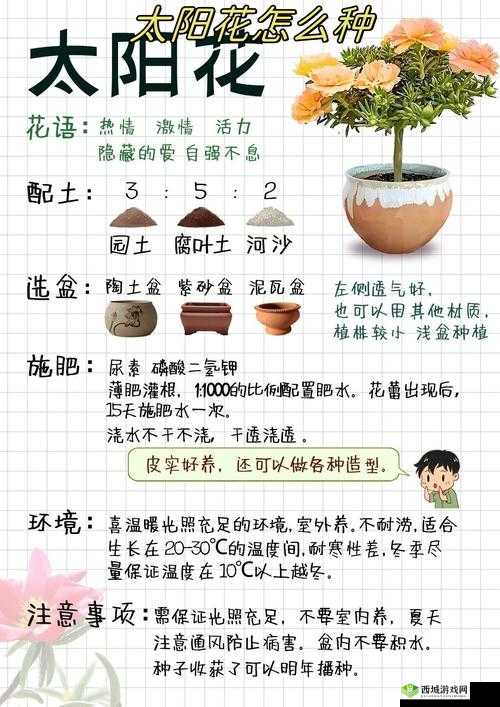 悠长假期向日葵怎么种，种植方法详细介绍