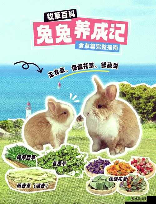 动物餐厅野餐的兔子，解锁条件与独特用途全解析