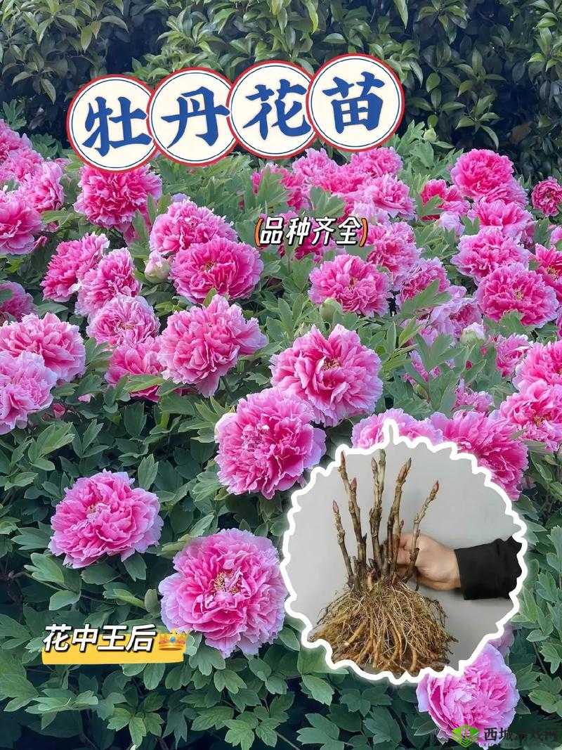 烟雨江湖牡丹花怎么获得？牡丹花获得及位置介绍
